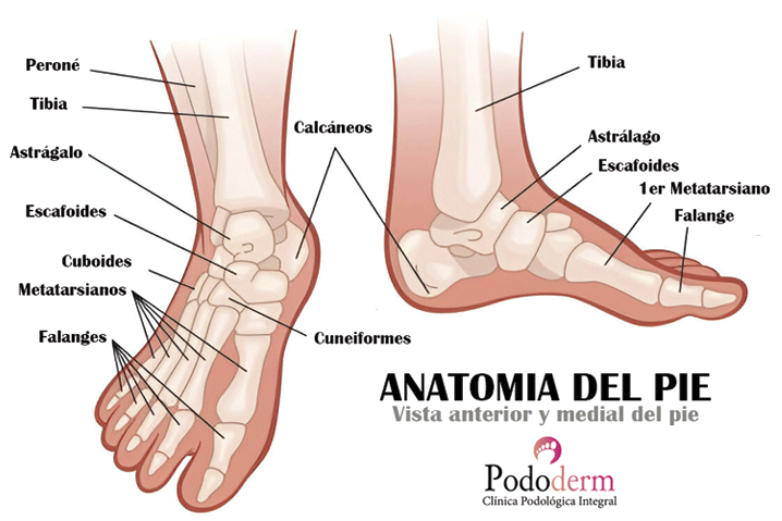 Gu a Completa Sobre Los Huesos Del Pie Anatom a Funciones Y Patolog as